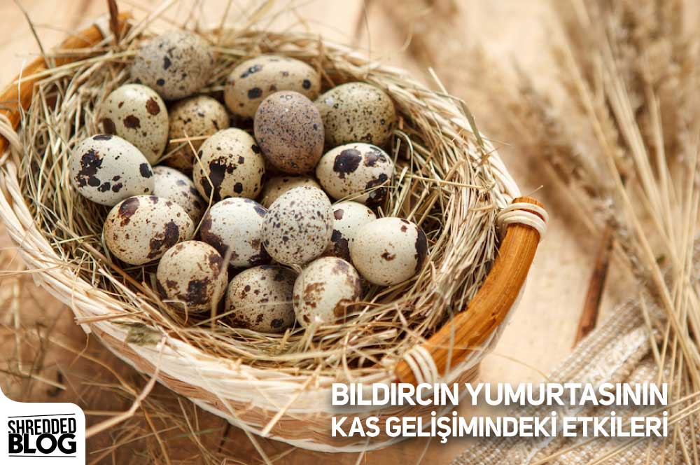 Bıldırcın Yumurtasının Kas Gelişimindeki Etkileri