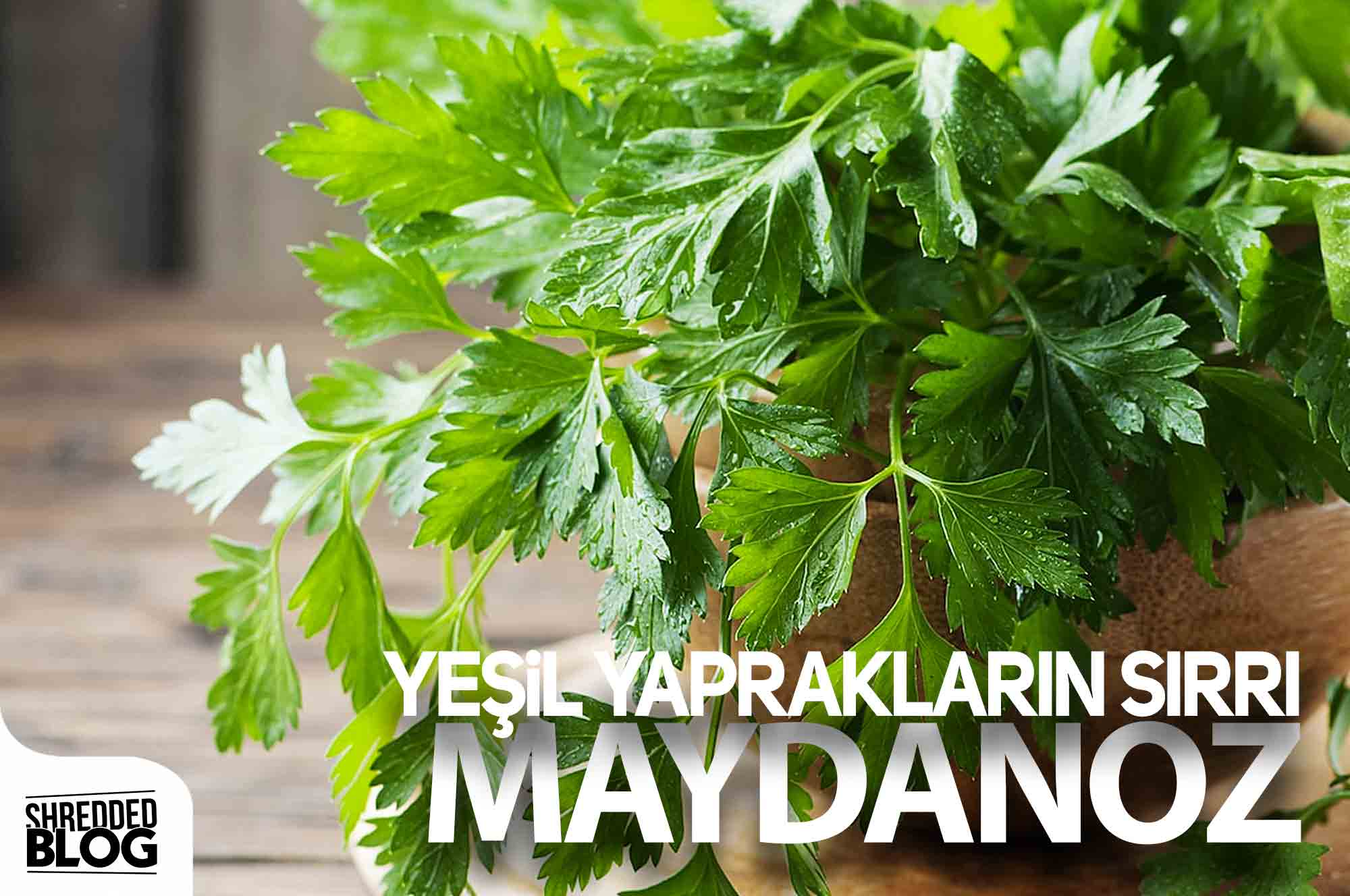 Yeşil Yaprakların Sırrı Maydanoz