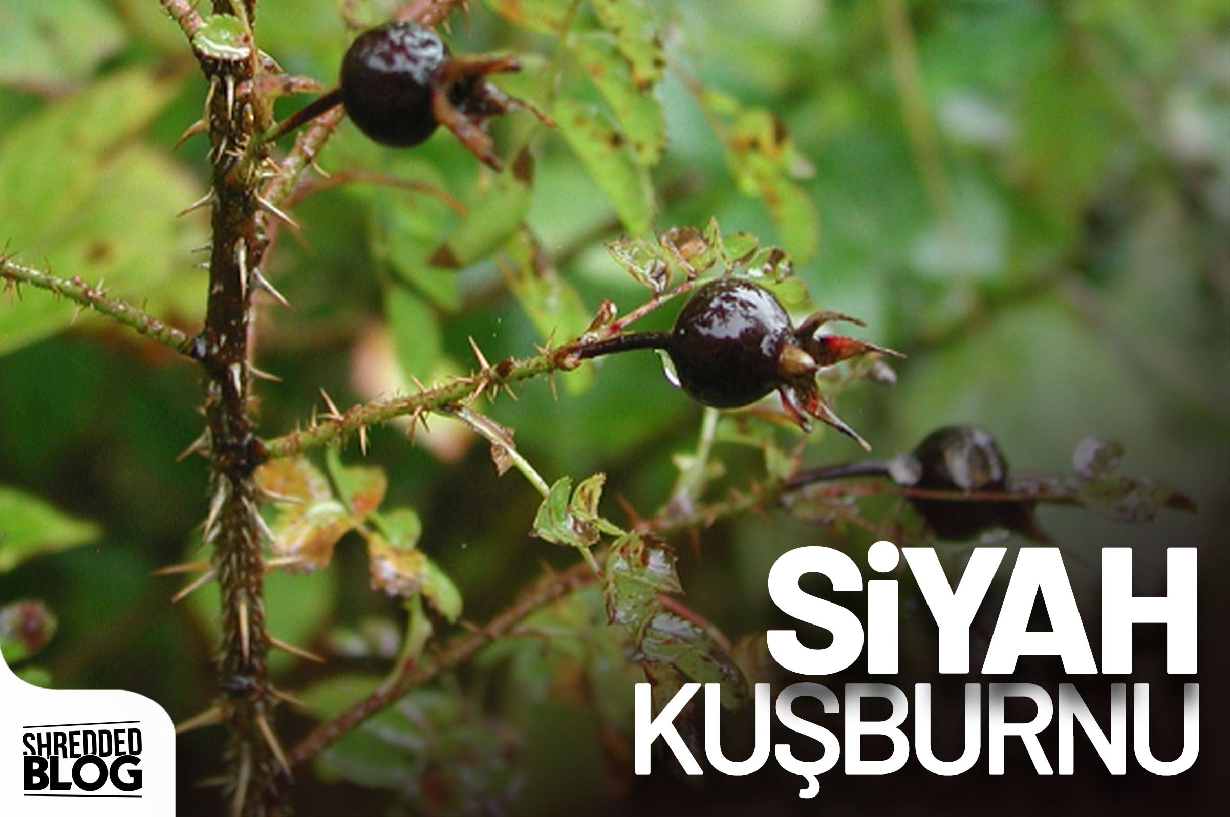 Mucizevi Bir Meyve Olan Siyah Kuşburnunun Faydalarına Kendiniz Bile İnanamayacaksınız!