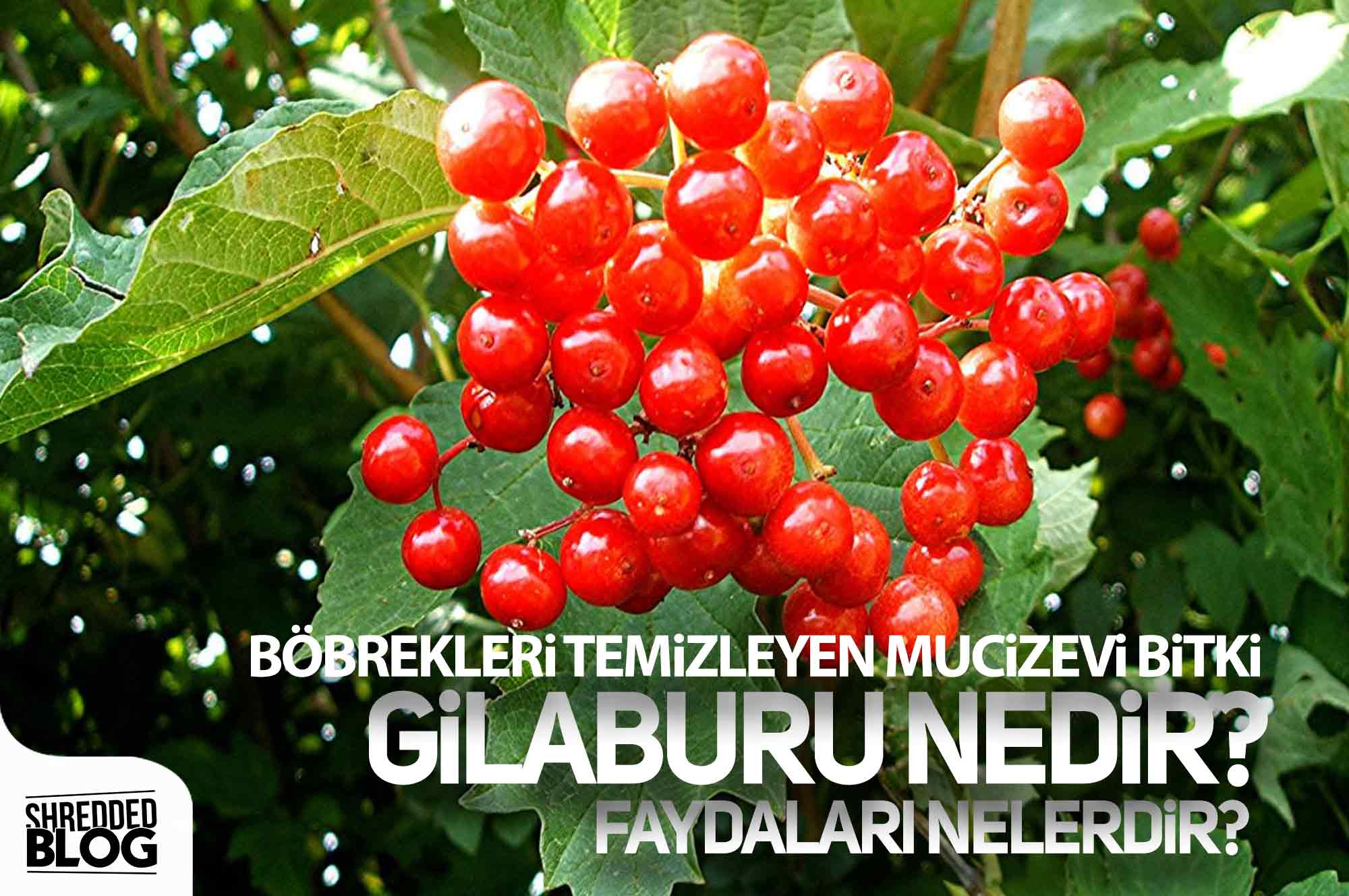 Böbrekleri Temizleyen Mucizevi Bitki Gilaburu