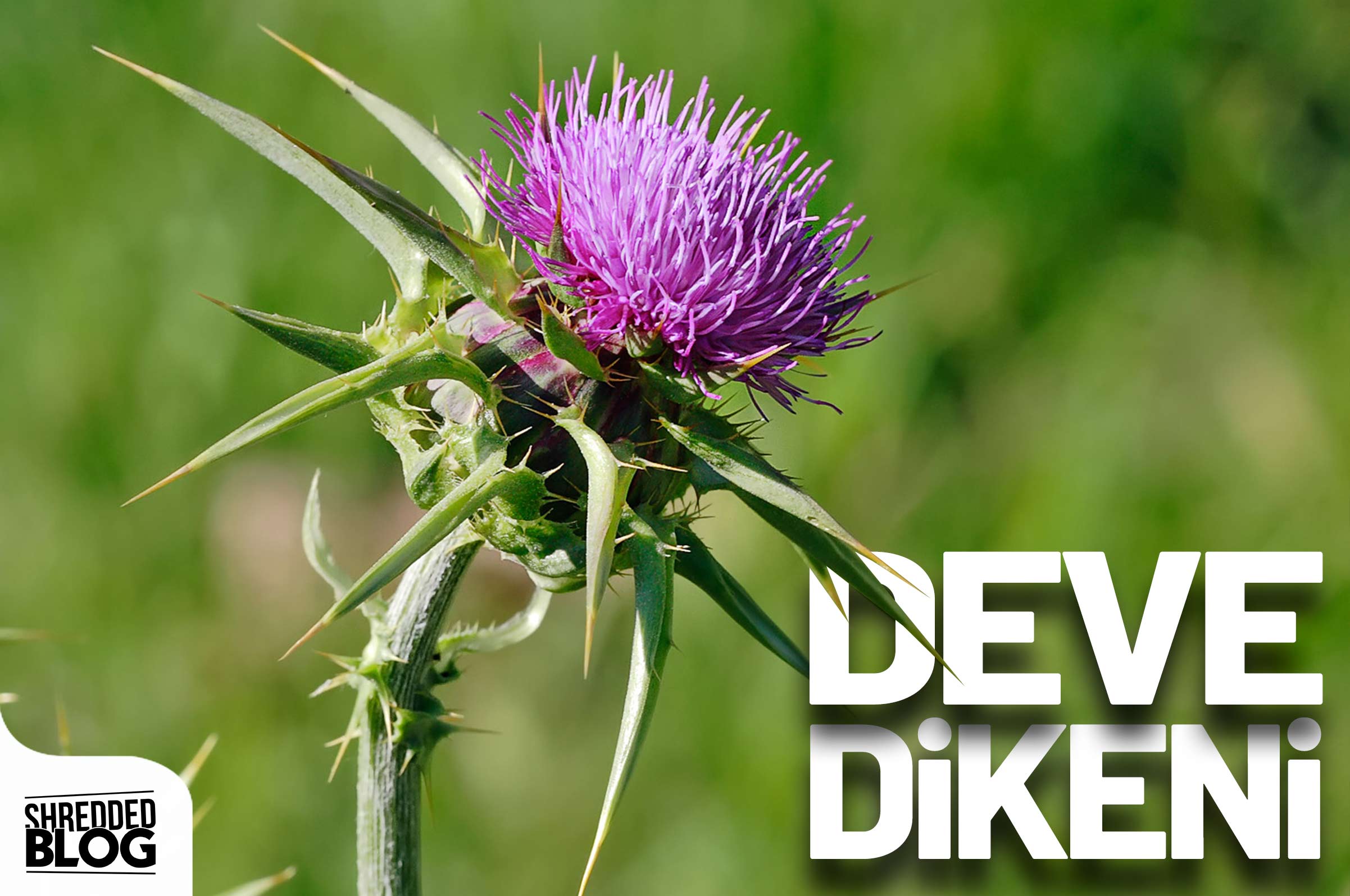Bin Bir Derde Deva Olan Deve Dikeni Bitkisinin Mucizevi Özellikleri!