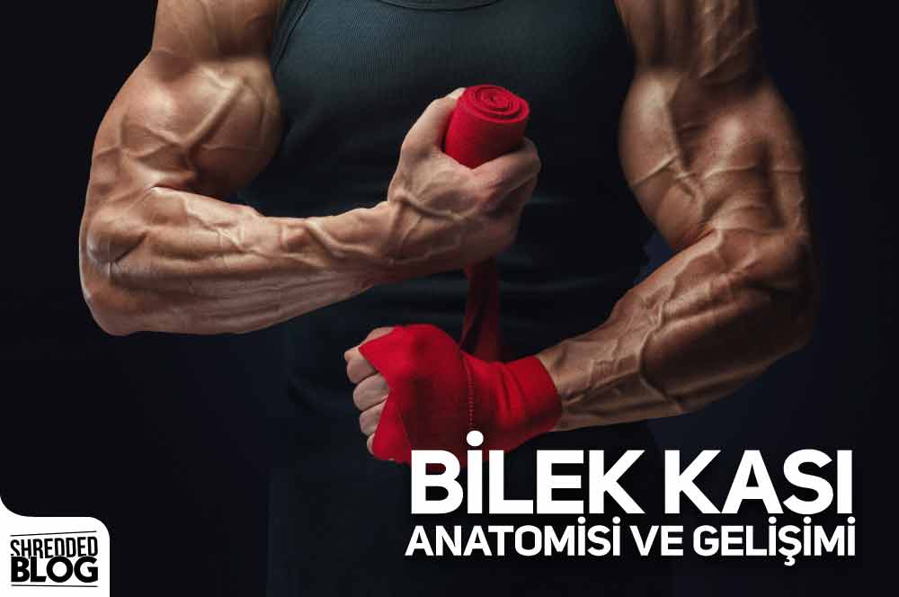 Bilek Kası Anatomisi Ve Gelişimi