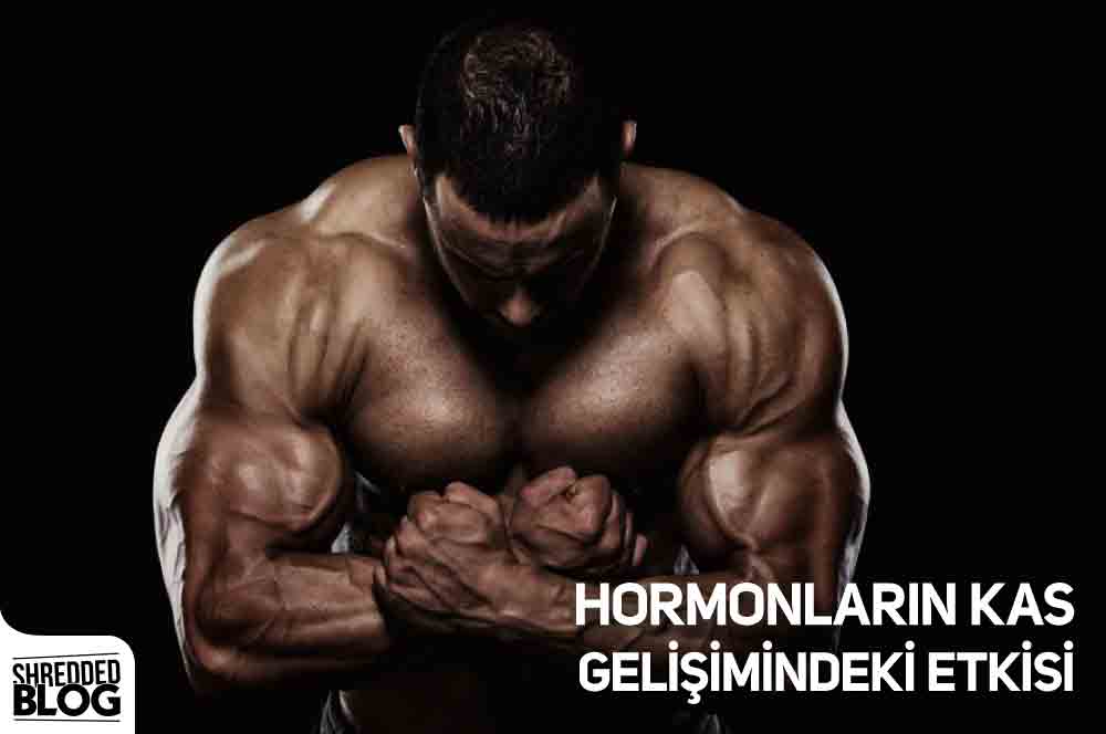 Hormonların Kas Gelişimindeki Etkisi