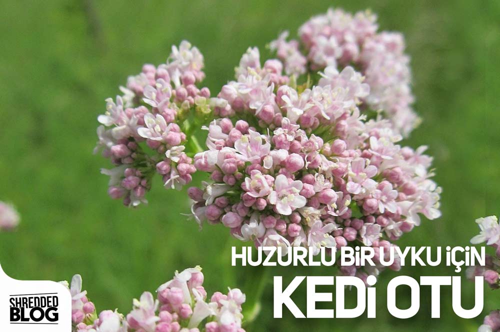 Huzurlu Bir Uyku İçin Kedi Otu