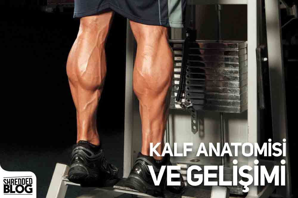 Kalf Anatomisi Ve Gelişimi