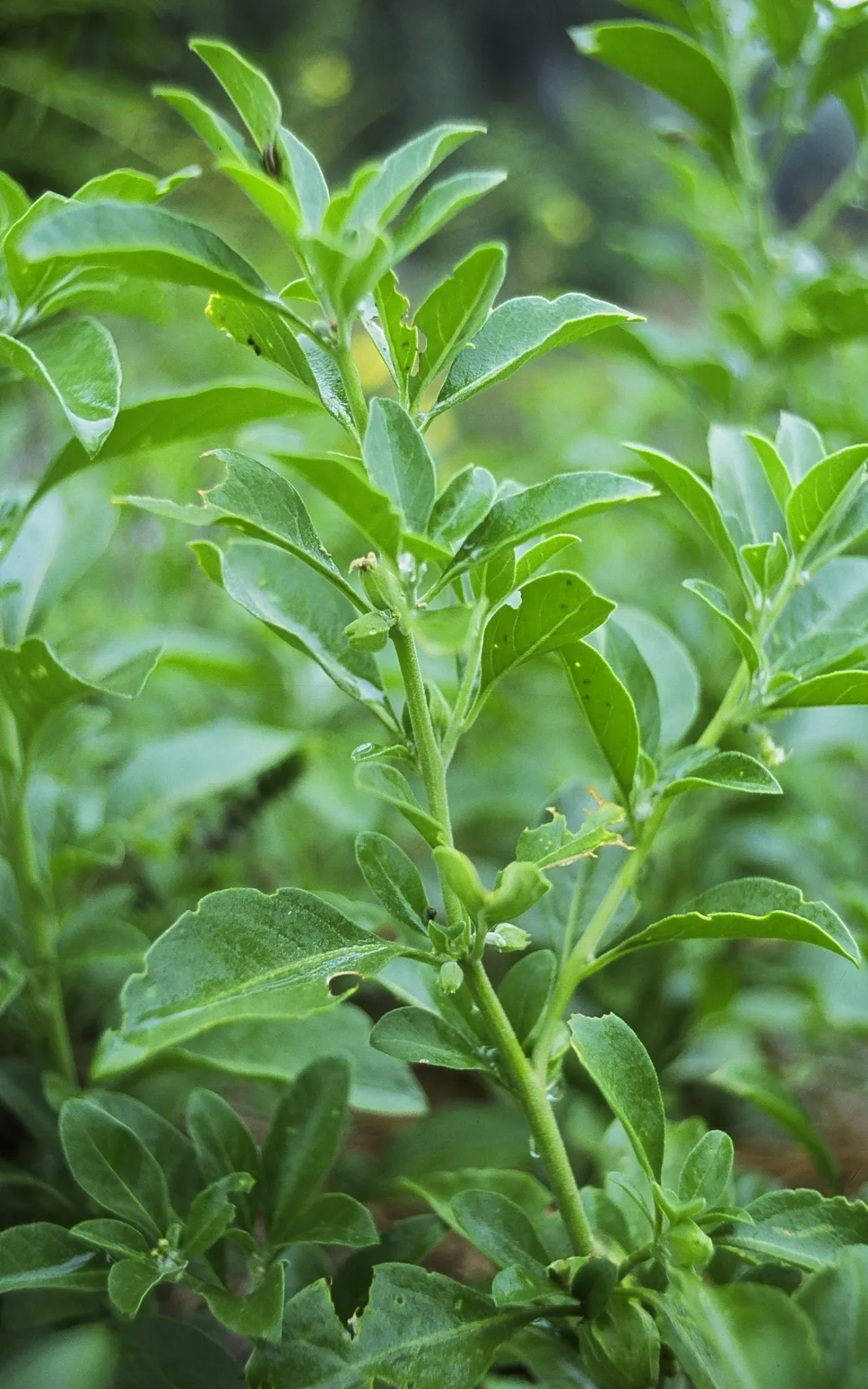 ashwagandha plant