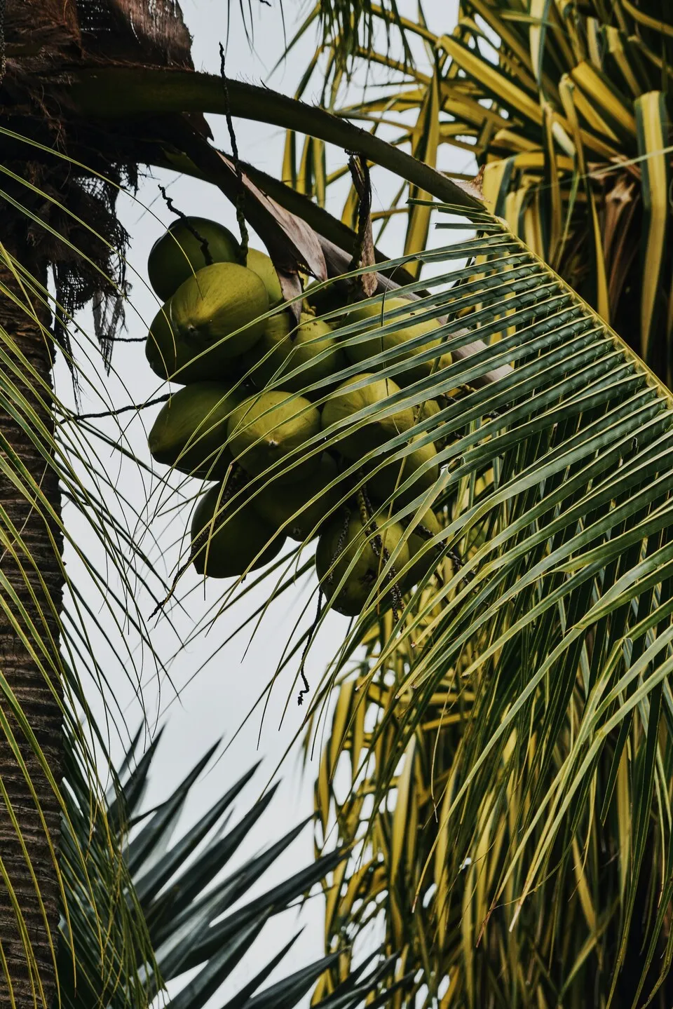 Coconut