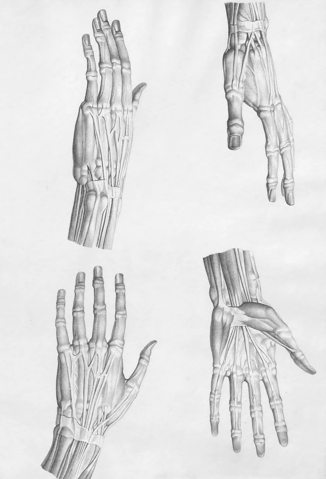 tendon