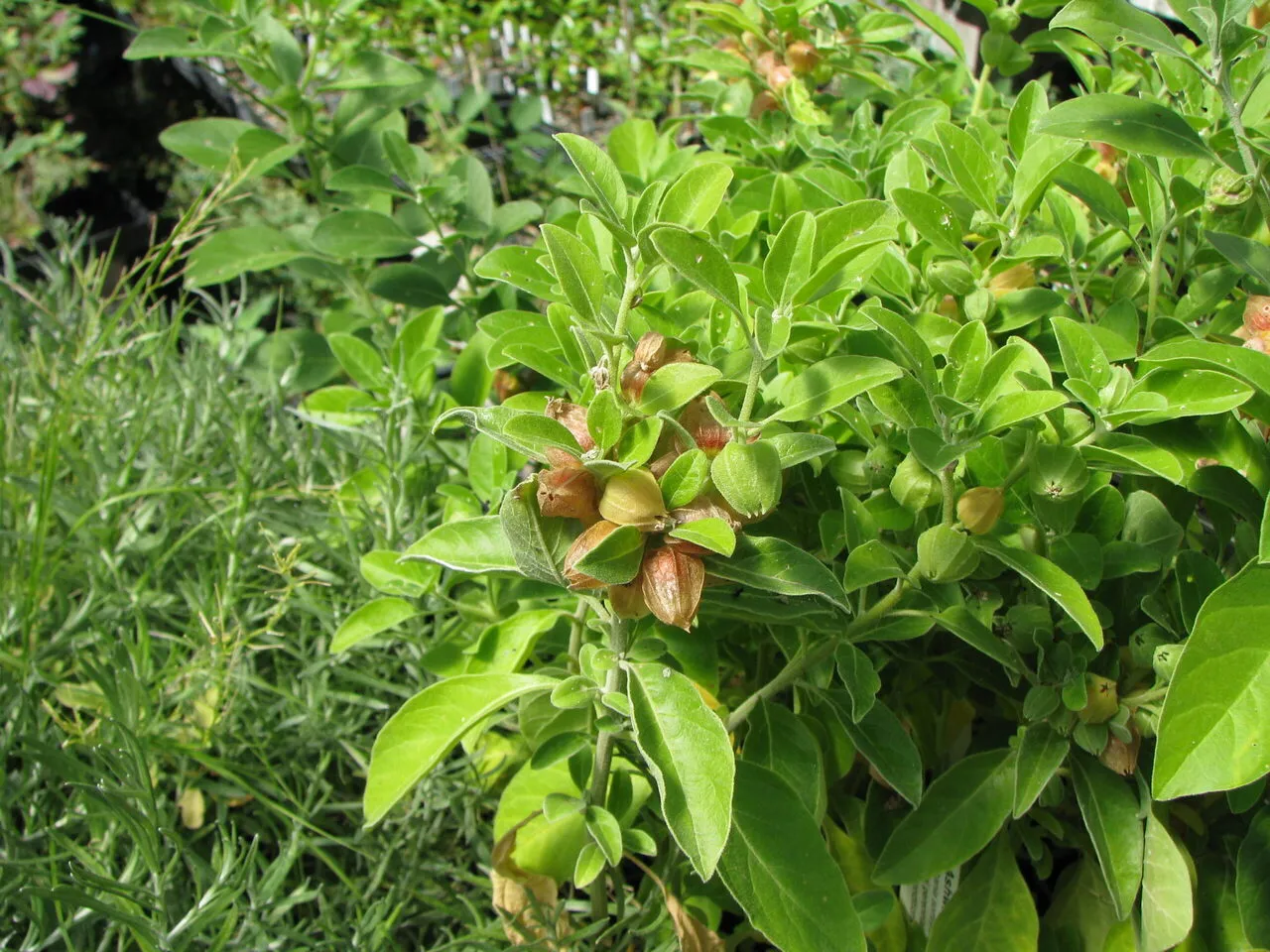 ashwagandha plant