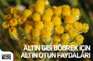 Altın Gibi Böbrek İçin Altın Otun Faydaları Altın Gibi Böbrek İçin Altın Otun Faydaları