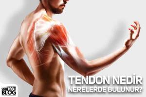 Tendon Nedir Nerelerde Bulunur?