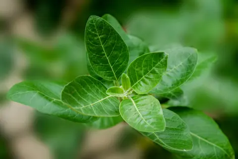 Ashwagandha : La plante médicinale polyvalente pour le corps et l'esprit