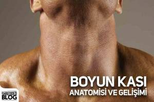 Boyun Kası Anatomisi Ve Gelişimi