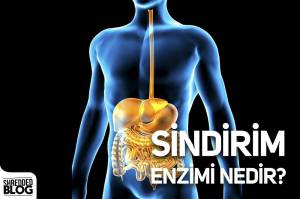 Sindirim Enzimi Nedir?