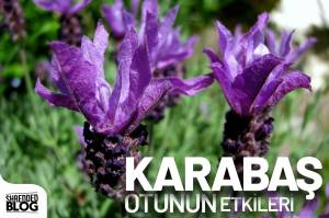 Karabaş Otunun İnanılmaz Etkileri Ve Kullanımı Karabaş Otunun İnanılmaz Etkileri Ve Kullanımı