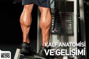 Kalf Anatomisi Ve Gelişimi